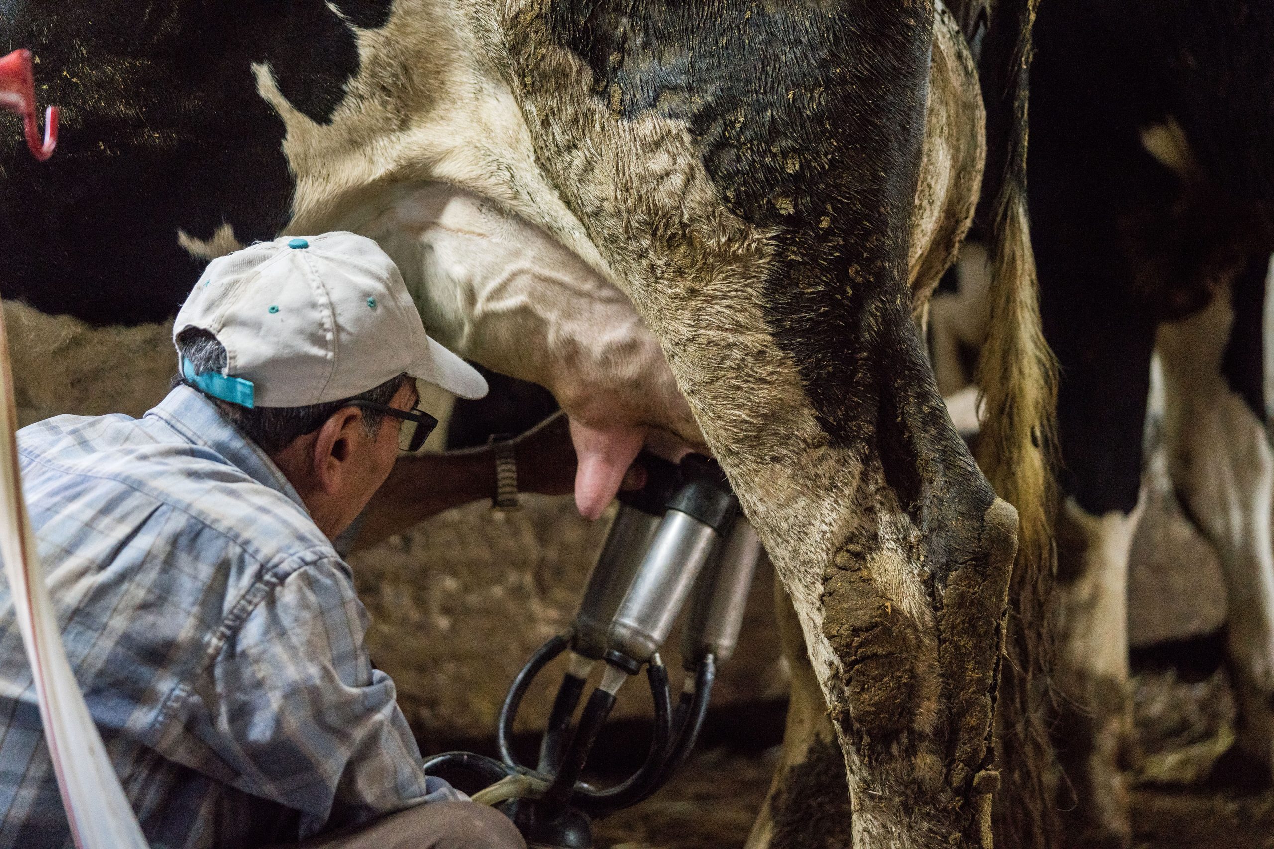 Trabajadores dicen que cuidan a vacas enfermas en medio de la gripe aviar usando solo guantes